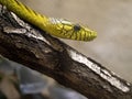 Green Mamba, Dendroaspis angusticeps intermedius, is one of the most venomous snakes - portrait