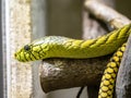 Green Mamba, Dendroaspis viridis, is an agile very dangerous venomous snake
