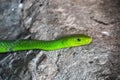 Green mamba in kenya