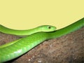 Green mamba snake Royalty Free Stock Photo