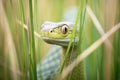 green mamba in tall grass, hood expanded