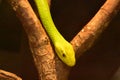 Green Mamba Tree Snake in a Tree Royalty Free Stock Photo