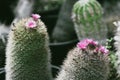 green Mammillaria cactus, a special type with pink