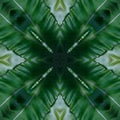 Green mandala from forest palm trees. Mandala made from natural fern leaves. Royalty Free Stock Photo