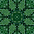 Green mandala from forest palm trees. Mandala made from natural fern leaves. Royalty Free Stock Photo