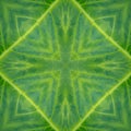 Green mandala from forest palm trees. Mandala made from natural fern leaves. Royalty Free Stock Photo
