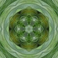 Green mandala from forest palm trees. Mandala made from natural fern leaves. Royalty Free Stock Photo