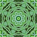 Green mandala from forest palm trees. Mandala made from natural fern leaves. Royalty Free Stock Photo