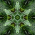 Green mandala from forest Saintpaulia or african violet leaves. Mandala made from natural objects. Royalty Free Stock Photo