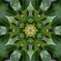 Green mandala from forest Saintpaulia or african violet leaves. Mandala made from natural objects. Royalty Free Stock Photo