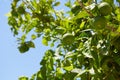 Green mandarin fruits