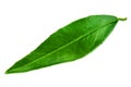 Green mandarin (tangerine) leaf