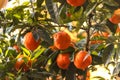 Green mandarin tree in the sun