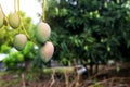 Green mango fruit on the tree,Fresh fruit in garden Royalty Free Stock Photo