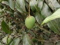 A green mango is hanging from branches of a Mango tree Royalty Free Stock Photo
