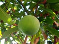 Green mango hangs from tree