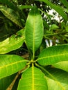 Green mango harum Royalty Free Stock Photo