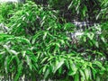 Green mango leaf capture in the garden
