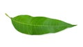 Green mango leaf isolated on white background Royalty Free Stock Photo