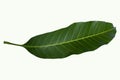 A Green mango leaf isolated on white background Royalty Free Stock Photo