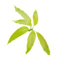 Green mango leaf isolated on white background Royalty Free Stock Photo