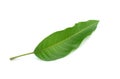 Green mango leaf isolated on white background Royalty Free Stock Photo