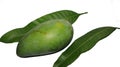 Green Mango and green leaf isolated on white background Royalty Free Stock Photo