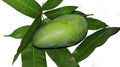 Green Mango and green leaf isolated on white background Royalty Free Stock Photo