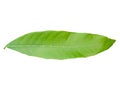 Green mango leaf on white background. clipping path