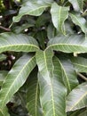 green mango leaves, flora and foliage Royalty Free Stock Photo