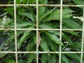 Green mango leaves with iron fence frame Royalty Free Stock Photo