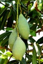 Green Mango Mangifera indica