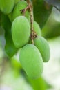 Green Mango Royalty Free Stock Photo