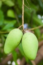 Green Mango Royalty Free Stock Photo