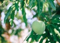 Green mango from my garden Royalty Free Stock Photo