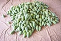 Green mango for sale in the fruit market in Thailand - Fresh raw mango harvest from tree agriculture asian Royalty Free Stock Photo