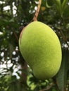 green mango on tree