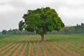 Green mango tree in cassava farm Royalty Free Stock Photo