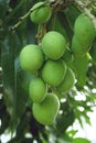 Green mango on the tree