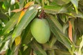 Green mango on tree in garden Royalty Free Stock Photo