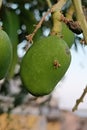 Green mango on tree in garden Royalty Free Stock Photo