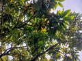 Green mango tree leaves and newly growing leaves Royalty Free Stock Photo