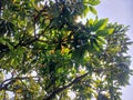 Green mango tree leaves and newly growing leaves Royalty Free Stock Photo
