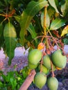 Green Mangoe With Leaf Fruit Mango Royalty Free Stock Photo