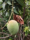 Green Mangoe / mango fruit with green leaves