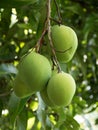 Green Mangoes Royalty Free Stock Photo