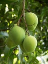 Green Mangoes