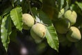 Green mangoes ripening on tree in sunny day on Tenerife Royalty Free Stock Photo