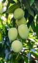 Green mangoes Royalty Free Stock Photo