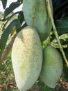 Green mangoes on the tree,Thailand Royalty Free Stock Photo